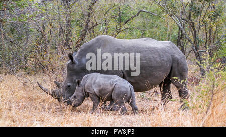 Südliche Breitmaulnashorn im Krüger-Nationalpark, Südafrika; Specie Ceratotherium Simum Simum Familie der Überfamilie Stockfoto