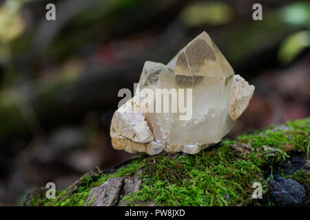 Die Kathedrale von Citrin Quarz Punkt aus Brasilien in Matrix auf Moss, bryophyta und Rinde, Borke im Wald zu bewahren. Stockfoto