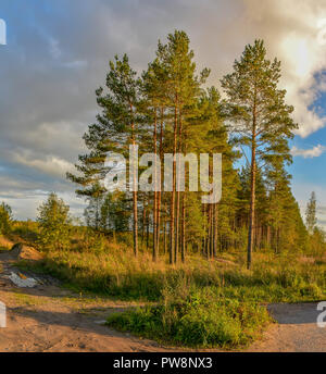 Kiefernwald in der Abendsonne. Russland, Leningrad region, Kirovsky Bezirk. Stockfoto