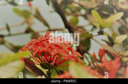 Schöne blühende Japanische Kirsche-Sakura. Hintergrund mit Blumen an einem sonnigen Frühlingstag. Stockfoto