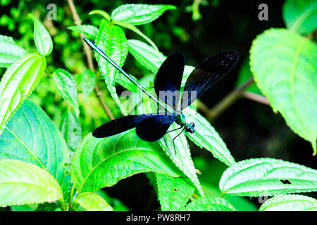 Makro Bild der Gefleckte blaue Farbe Grasshopper (Wissenschaftlicher Name: Aularches miliaris) oder Dragon-fly auf Zweig auf natürliche Hintergrund isoliert. Insekt Stockfoto