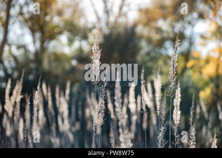 Schönen wilden Gras ährchen in der Natur. Nahaufnahme des Verblassens herbst gras auf sonnigen Nachmittag in die Felder Stockfoto