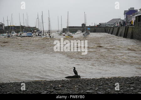 Aberaeron, UK. 13. Oktober 2018. Ein Bild der Verwüstung in Aberaeron Hafen auf der West Wales Küste am Nachmittag als schwerer Regen und starkem Wind vom Sturm Callum weiterhin Chaos zu verursachen. Flut, Wasser aus dem Fluss Aeron mit Bäumen und grossen Niederlassungen Crash in Boote es Schäden an vielen und völlig versinken. Credit: Anthony Pugh/Alamy leben Nachrichten Stockfoto