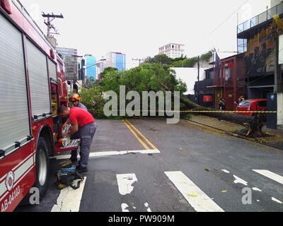 Sao Paulo, Brasilien. 13. Oktober 2018. Sao Paulo, Sao Paulo State/Neue Allee Independencia, 1066, Brasilien, Südamerika. 10/13/Regen 2018 mit starkem Wind klopft Baum auf neue Allee Independencia, 1066, Sao Paulo, Brasilien. Credit: Ranimiro Lotufo Neto/Alamy leben Nachrichten Stockfoto