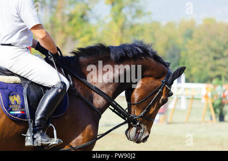 Hippodrom, Skopje, R, Mazedonien. Oktober 13, 2018, 13:00 Uhr MESZ Die Föderation der Pferdesport von Mazedonien organisiert das internationale Turnier kopje 2018'-Memorial Cup 'Dr. Josif Naumovski' im Hippodrome. Sechs Spiele sind vorhergesagt, nach internationalen Standards, in der das Überspringen von Hindernissen in einer Höhe von 1 bis 1,3 Meter. Credit: Dragan Ristovski/Alamy leben Nachrichten Stockfoto