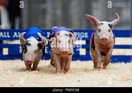 Los Angeles, USA. 13 Okt, 2018. Piggies laufen in einem Rennen in der Farmers Market in Los Angeles, USA, 13, 2018. Credit: Li Ying/Xinhua/Alamy leben Nachrichten Stockfoto