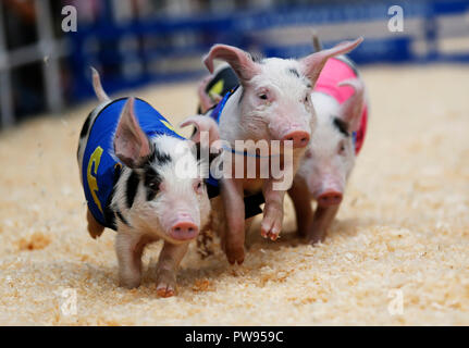 Los Angeles, USA. 13 Okt, 2018. Piggies laufen in einem Rennen in der Farmers Market in Los Angeles, USA, 13, 2018. Credit: Li Ying/Xinhua/Alamy leben Nachrichten Stockfoto