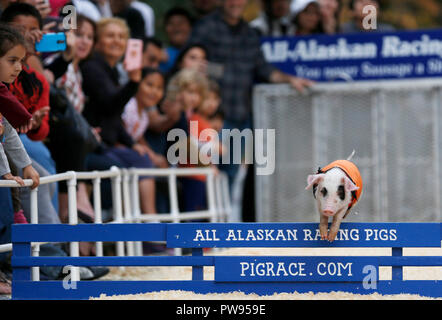 Los Angeles, USA. 13 Okt, 2018. Eine piggy läuft in einem Rennen in der Farmers Market in Los Angeles, USA, 13, 2018. Credit: Li Ying/Xinhua/Alamy leben Nachrichten Stockfoto