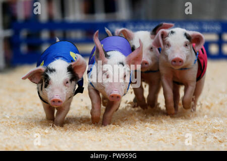 Los Angeles, USA. 13 Okt, 2018. Piggies laufen in einem Rennen in der Farmers Market in Los Angeles, USA, 13, 2018. Credit: Li Ying/Xinhua/Alamy leben Nachrichten Stockfoto