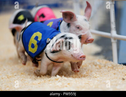 Los Angeles, USA. 13 Okt, 2018. Piggies laufen in einem Rennen in der Farmers Market in Los Angeles, USA, 13, 2018. Credit: Li Ying/Xinhua/Alamy leben Nachrichten Stockfoto