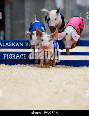 Los Angeles, USA. 13 Okt, 2018. Piggies laufen in einem Rennen in der Farmers Market in Los Angeles, USA, 13, 2018. Credit: Li Ying/Xinhua/Alamy leben Nachrichten Stockfoto