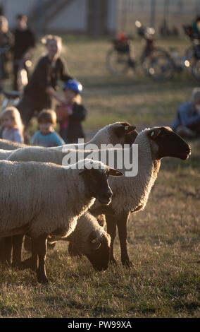 Berlin, Deutschland. 14. Oktober 2018. Schafe grasen auf dem Tempelhofer Feld. Bis zum 21. Oktober, 200 Schafe werden mit traditionellen Landschaftspflege Aktivitäten auf dem Tempelhofer Feld. Foto: Fabian Sommer/dpa Quelle: dpa Picture alliance/Alamy leben Nachrichten Stockfoto