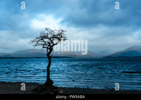 Einsame Trauben-eiche Baum während der Blauen Stunde, millarrochy Bay, Balmaha, Loch Lomond und der Trossachs National Park, stirllingshire, Schottland, Großbritannien Stockfoto