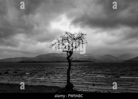 Einsame Trauben-eiche Baum während der Blauen Stunde, millarrochy Bay, Balmaha, Loch Lomond und der Trossachs National Park, stirllingshire, Schottland, Großbritannien Stockfoto