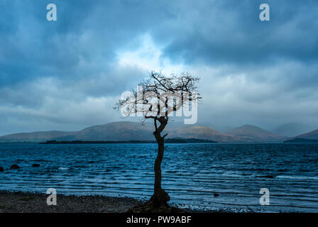 Einsame Trauben-eiche Baum während der Blauen Stunde, millarrochy Bay, Balmaha, Loch Lomond und der Trossachs National Park, stirllingshire, Schottland, Großbritannien Stockfoto