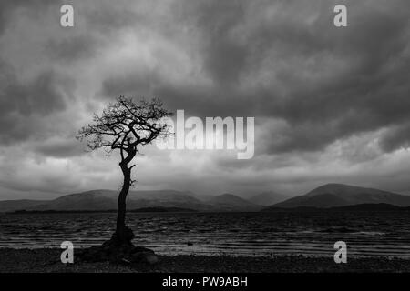 Einsame Trauben-eiche Baum während der Blauen Stunde, millarrochy Bay, Balmaha, Loch Lomond und der Trossachs National Park, stirllingshire, Schottland, Großbritannien Stockfoto