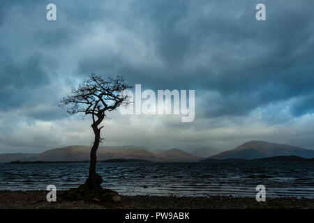 Einsame Trauben-eiche Baum während der Blauen Stunde, millarrochy Bay, Balmaha, Loch Lomond und der Trossachs National Park, stirllingshire, Schottland, Großbritannien Stockfoto