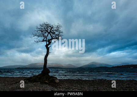 Einsame Trauben-eiche Baum während der Blauen Stunde, millarrochy Bay, Balmaha, Loch Lomond und der Trossachs National Park, stirllingshire, Schottland, Großbritannien Stockfoto