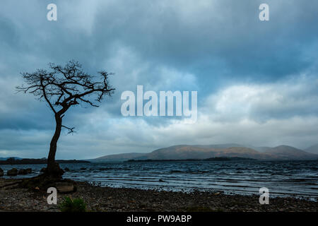 Einsame Trauben-eiche Baum während der Blauen Stunde, millarrochy Bay, Balmaha, Loch Lomond und der Trossachs National Park, stirllingshire, Schottland, Großbritannien Stockfoto