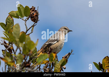 Northern mockingbird auf Zweig. Es ist das einzige Mockingbird gewöhnlich in Nordamerika gefunden. Stockfoto