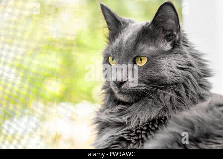 Close up Portrait von schöne graue Katze liegt auf dem Fensterbrett in der Nähe von offenen Fenster mit Moskitonetz. Makro anzeigen Stockfoto