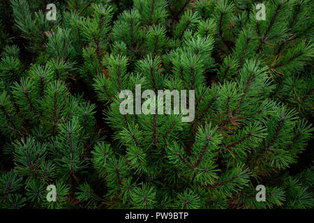 Nahaufnahme Green Pine Blätter in usu Peak showa-shinzan Berg Hokkaido, Japan Stockfoto