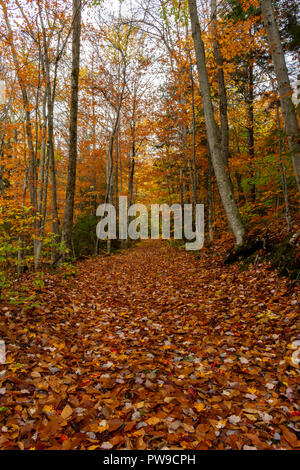 Pfad auf Vermont Wanderweg Mitte Herbst Stockfoto