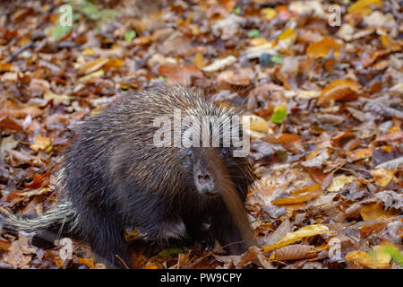 Krümmungsanalyse mit Stacheln Krümmungsanalyse mit Stacheln auf Wanderweg in Williston, Vermont Stockfoto