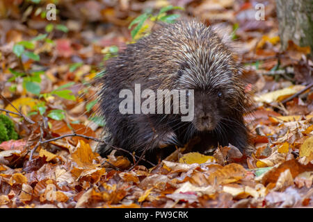 Krümmungsanalyse mit Stacheln Krümmungsanalyse mit Stacheln auf Wanderweg in Williston, Vermont Stockfoto