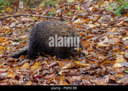 Krümmungsanalyse mit Stacheln Krümmungsanalyse mit Stacheln auf Wanderweg in Williston, Vermont Stockfoto