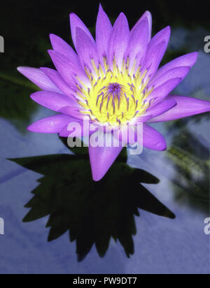 Ein lila Seerose im Teich wächst. Stockfoto