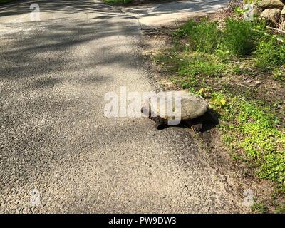 Snapping Turtle an der Seite einer ländlichen Straße sitzen in der Sonne Stockfoto