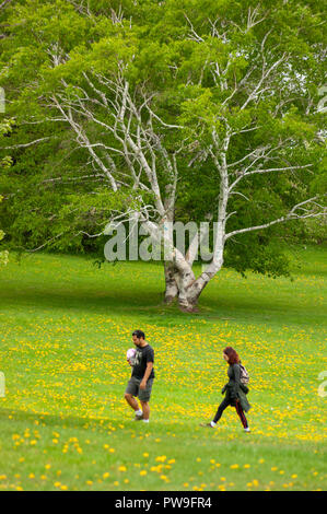 Paar in einem blühenden Löwenzahn Wiese. Birke mit neuer Feder Laub. Der Obstgarten in der Nähe der Montmorency Falls, Quebec, Kanada Stockfoto