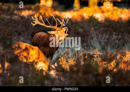 Rotwild im Herbst Furche in den Londoner Parks Stockfoto