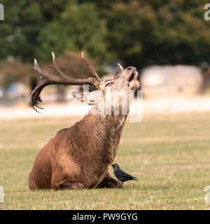 Rotwild im Herbst Furche in den Londoner Parks Stockfoto