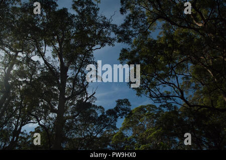 Sterne zwischen moonlight Bäume in Mapleton Nationalpark Stockfoto