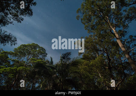 Sterne zwischen moonlight Bäume in Mapleton Nationalpark Stockfoto