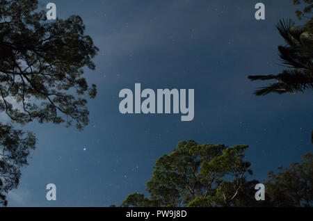 Sterne zwischen moonlight Bäume in Mapleton Nationalpark Stockfoto