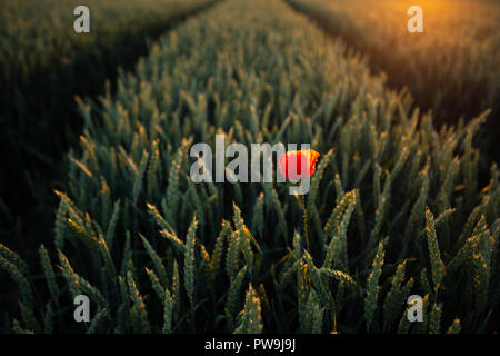 Single Mohn im Kornfeld Stockfoto