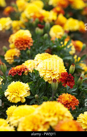 Tagetes Patula. Die französischen Ringelblume trawberry Blond' Blumen. Stockfoto
