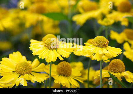 Helenium 'Kanaria' Blumen. Stockfoto