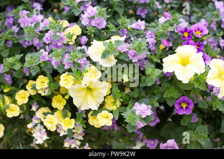 Petunien und Calibrachoa. Million Bells und Petunia Blumen in einem hängenden Korb. Stockfoto