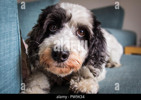 Schwarze und Weiße Cockapoo Stockfoto