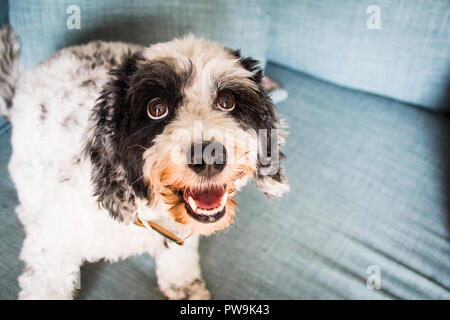 Schwarze und Weiße Cockapoo Stockfoto