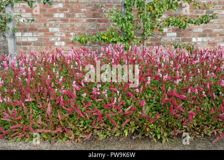 Masse Anpflanzung von Persicaria affinis 'Darjeeling Red' in einem ummauerten Garten in Rouken Glen Park, East Renfrewshire, Schottland, Großbritannien, Europa Stockfoto