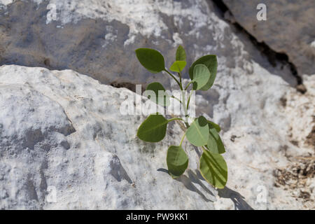 Junge grüne Sprossen wachsen zwischen den Felsen weiß lackiert. Sonnigen Tag. Kreta, Griechenland. Stockfoto