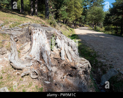 Sendero y raíz. Valle de La Barranca de la Sierra de Guadarrama y Dentro del'Parque Regional de la cuenca Alta del Manzanares" (Reserva de la Biosfer Stockfoto