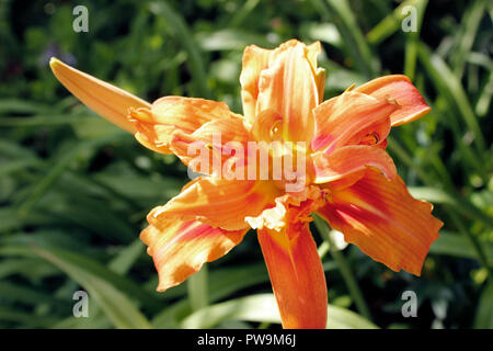 Blume des Daylily - Hemerocallis fulva Öffnen Stockfoto