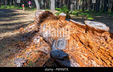 Pino caído del Camino de las Pesquerías. Sierra de Guadarrama. La Granja de San Ildefonso. Segovia. Castilla León. España Stockfoto