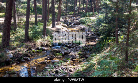 Camino de las Pesquerías. Sierra de Guadarrama. La Granja de San Ildefonso. Segovia. Castilla León. España Stockfoto